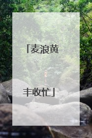 麦浪黄 丰收忙